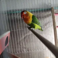 طوطی برزیلی نرو ماده سرحال|پرنده|شهریار, شهرک امیریه|دیوار