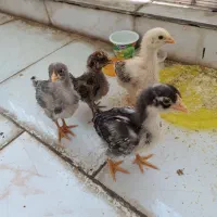 جوجه رسمی