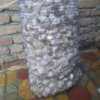 سیر ۲۵ کیلو بفروش میرسد