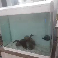 اکواریوم