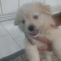 واگذاری سگ نژاد دار پاکوتاه اشپیتز