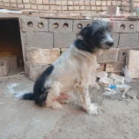 واگذاری سگ بومی|سگ|خمینیشهر, |دیوار