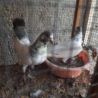 کبوتر پینتس|پرنده|بندرعباس, |دیوار