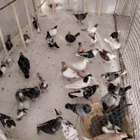 کبوتر سینه ساده .رنگی آلمانی کلاغ دم سفید ابلغ|پرنده|چناران, |دیوار