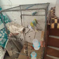 مرغ عشق|پرنده|گنبد کاووس, |دیوار