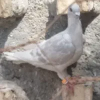الماسی نر