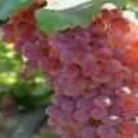 باغ انگور داربستی