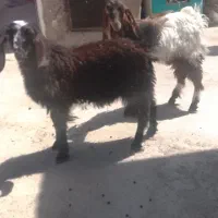 دو عدد کهره نر
