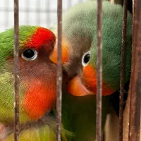 طوطی کوتوله برزیلی|پرنده|پاکدشت, پاکدشت (مامازند)|دیوار