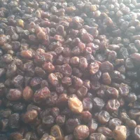 خرمای گنتار کارون|خوردنی و آشامیدنی|اهواز, اسماعیلیه|دیوار