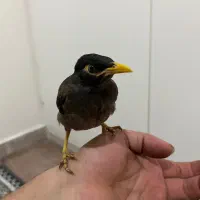 جوجه مینا