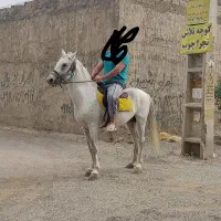 اسب ترکی درجه ۱ سر و دمگیر زیر قیمت|اسب و تجهیزات اسب‌سواری|چهاردانگه (تهران), |دیوار