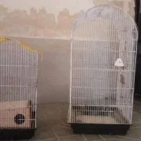 دو عدد قفس عروس هلندی