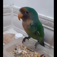 طوطی کوتوله