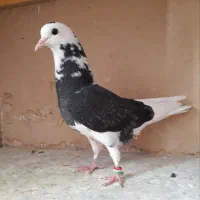 خر ید ار جوجه کفتر کبوتر شازده پرشی