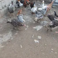 بوقلمون محلی|حیوانات مزرعه|نقده, |دیوار