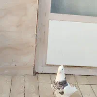 کفتر طوقی هفت رنگ نر پاک|پرنده|نجف‌آباد, یزدانشهر|دیوار