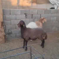 گوسفند داشتی گوشتی