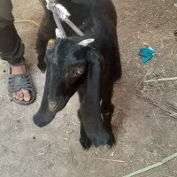 بز ماده