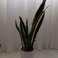 گل و گلدان|گل و گیاه طبیعی|میانه, |دیوار