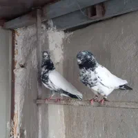 کفتر پرشی|پرنده|قم, هنرستان|دیوار