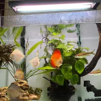 اکواریوم ریملس دیسکس|ماهی|تهران, آبشار|دیوار