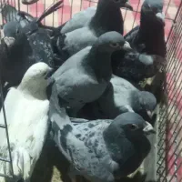 کبوتر