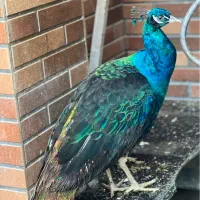 پرنده|پرنده|امیرکلا, |دیوار