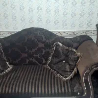 مبل|مبلمان خانگی و میز عسلی|سنقر, |دیوار