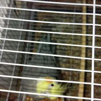 جفت عروس هلندی بالغ|پرنده|زاهدان, |دیوار