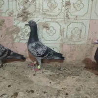 کبوتر
