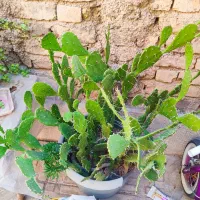 کاکتوس|گل و گیاه طبیعی|شیراز, شهرک قمشه|دیوار