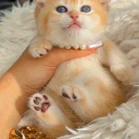 بچه گربه های زیبا و ناناز