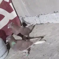 کبوتر چاشنی