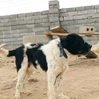 سگ گله ای نر