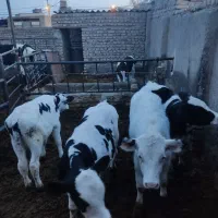 گوساله نر باخرز