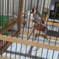 سهره نره|پرنده|نسیمشهر, |دیوار