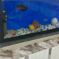 اکواریوم|ماهی|اهواز, حصیرآباد|دیوار