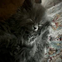 گربه|گربه|میانه, |دیوار