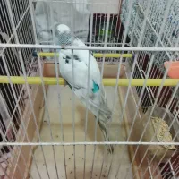مرغ عشق ماده خوش رنگ