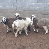 بره ریز،بز،میش،بزغاله|حیوانات مزرعه|مبارکه, |دیوار