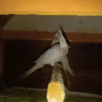 عروس هلندی فروشی