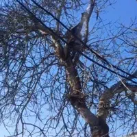 خریدار درخت چوب باغ