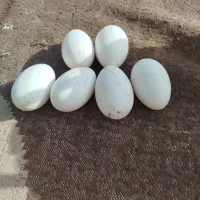 تخم غو غاز و مرغ بیابانی