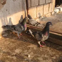 ۲عدد پلاکی نر|پرنده|فیروزآباد, |دیوار