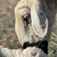 س ر ا ی  د ا م. زنده افشار پخش گوسفند زنده