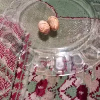 مهره اصلی موکل دار|جواهرات|کارون, |دیوار