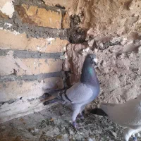 پلنگ کرمونی و سبز خط دار|پرنده|رشتخوار, |دیوار