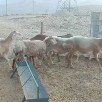 فروش میش چینی|حیوانات مزرعه|لامرد, |دیوار