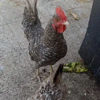خروس و مرغ